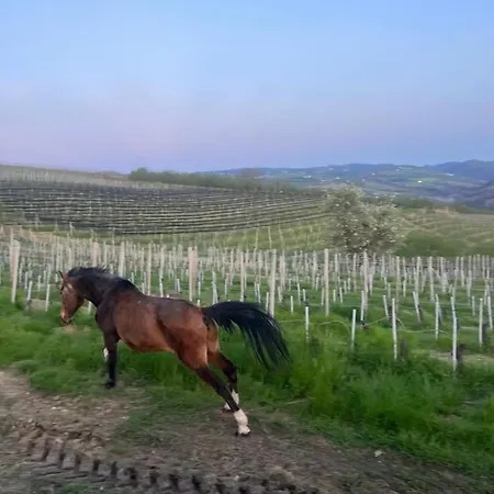 Glamping Altare In The Vineyards Dogliani